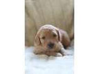 Goldendoodle Puppy for sale in Watsontown, PA, USA