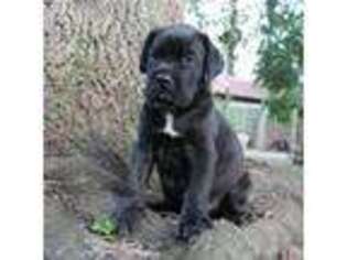 Cane Corso Puppy for sale in Melrose, FL, USA