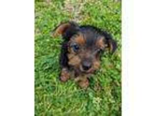 Yorkshire Terrier Puppy for sale in Porter, TX, USA