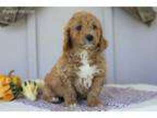 Labradoodle Puppy for sale in Baltic, OH, USA