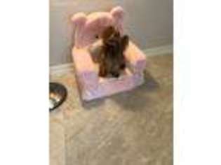 Yorkshire Terrier Puppy for sale in Clermont, FL, USA