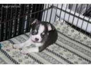 Chihuahua Puppy for sale in Walterboro, SC, USA