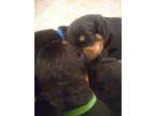 Puppyfinder Com Rottweiler Puppies Puppies For Sale Near Me In North Carolina Usa Page 1 Displays 10