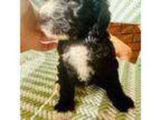 Mutt Puppy for sale in Brenham, TX, USA