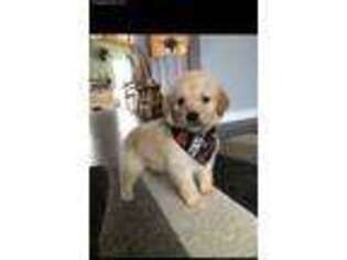 Goldendoodle Puppy for sale in Deer River, MN, USA