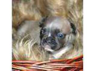 French Bulldog Puppy for sale in Bristow, OK, USA