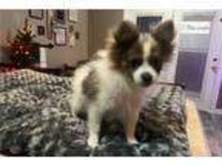 Pomeranian Puppy for sale in Rochester, MN, USA