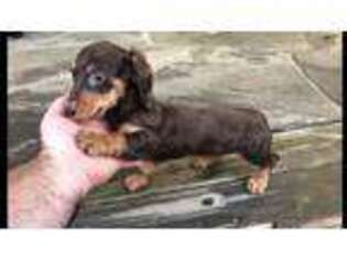 Dachshund Puppy for sale in Halifax, VA, USA