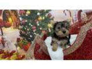 Yorkshire Terrier Puppy for sale in Sand Springs, OK, USA