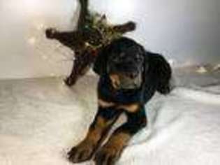 Rottweiler Puppy for sale in Baltic, OH, USA