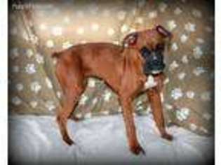 Boxer Puppy for sale in Maitland, MO, USA