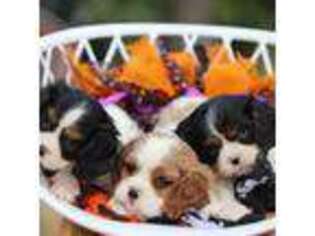 Cavalier King Charles Spaniel Puppy for sale in Waterville, MN, USA