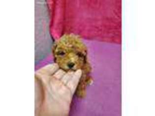 Mutt Puppy for sale in Locust, NC, USA