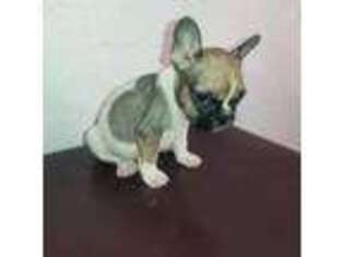 French Bulldog Puppy for sale in Sunnyvale, CA, USA