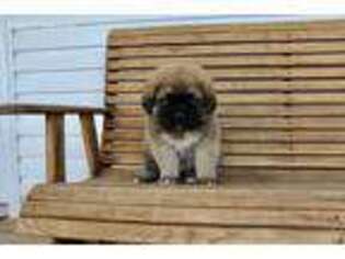 Mutt Puppy for sale in Sale Creek, TN, USA