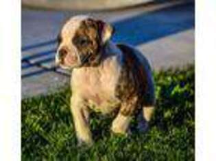 American Bulldog Puppy for sale in Steubenville, OH, USA