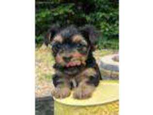 Yorkshire Terrier Puppy for sale in Narvon, PA, USA