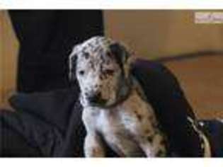 Great Dane Puppy for sale in Albuquerque, NM, USA