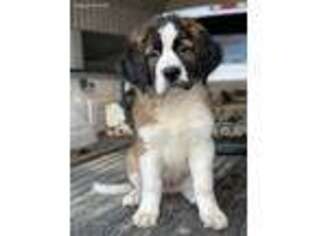 Saint Bernard Puppy for sale in Plain City, OH, USA