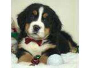 Bernese Mountain Dog Puppy for sale in Moses Lake, WA, USA