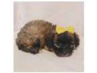 Yorkshire Terrier Puppy for sale in Austin, TX, USA