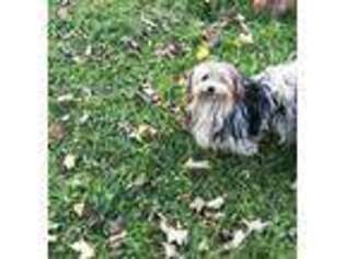 Biewer Terrier Puppy for sale in Hickory Corners, MI, USA