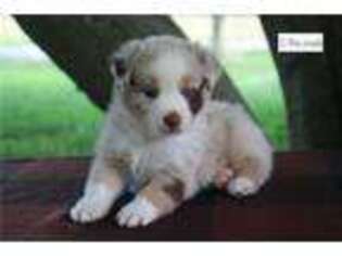 Australian Shepherd Puppy for sale in Springfield, MO, USA