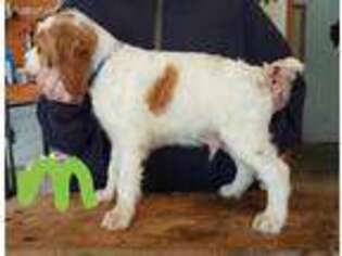 Brittany Puppy for sale in Aplington, IA, USA