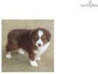 Australian Shepherd Puppy for sale in Tulsa, OK, USA