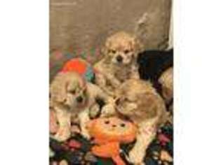 Cocker Spaniel Puppy for sale in Barrington, RI, USA