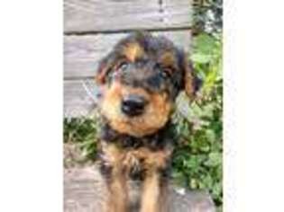 Airedale Terrier Puppy for sale in Mount Pleasant, MI, USA