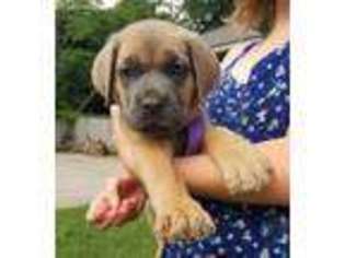 Cane Corso Puppy for sale in Sikeston, MO, USA