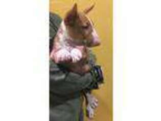 Bull Terrier Puppy for sale in Saint Elmo, IL, USA