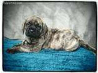 Mastiff Puppy for sale in Joplin, MO, USA