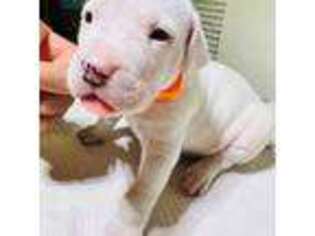 Dogo Argentino Puppy for sale in Paramount, CA, USA