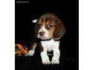 Beagle Puppy for sale in Denver, CO, USA