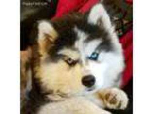 Siberian Husky Puppy for sale in Dalton, GA, USA