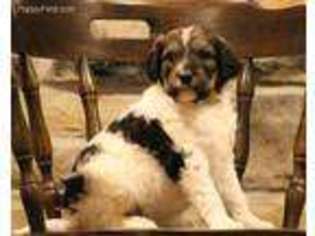 English Setter Puppy for sale in Russell Springs, KY, USA