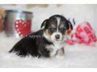 Pembroke Welsh Corgi Puppy for sale in Bokchito, OK, USA
