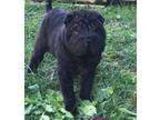 Mutt Puppy for sale in Bybee, TN, USA
