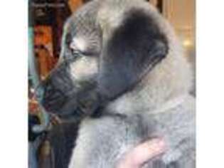 Mastiff Puppy for sale in Cameron, NC, USA