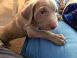Weimaraner Puppy for sale in Beaverton, OR, USA