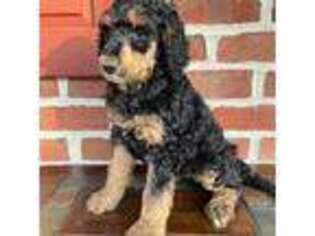 Mutt Puppy for sale in Holtwood, PA, USA