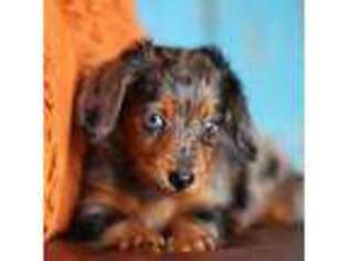 Dachshund Puppy for sale in West Plains, MO, USA