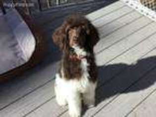 Mutt Puppy for sale in Amherst, NH, USA