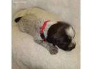 Wirehaired Pointing Griffon Puppy for sale in Denver, CO, USA
