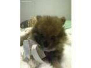 Pomeranian Puppy for sale in Melrose, FL, USA