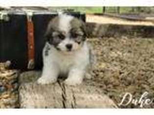 Havanese Puppy for sale in Scurry, TX, USA