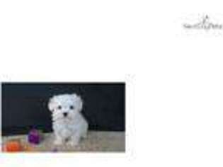 Maltese Puppy for sale in Cedar Rapids, IA, USA