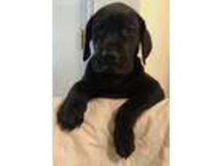 Great Dane Puppy for sale in Tucson, AZ, USA